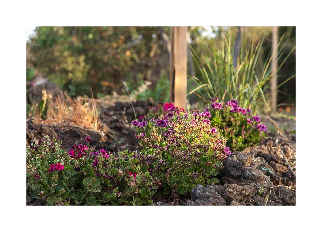Ecoagriturismo Notti Stellate Etna Mare Farm stay