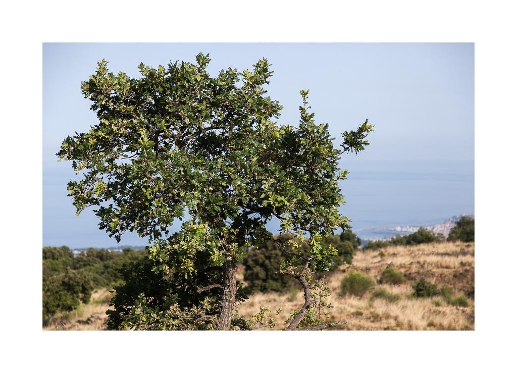 Ecoagriturismo Notti Stellate Etna Mare